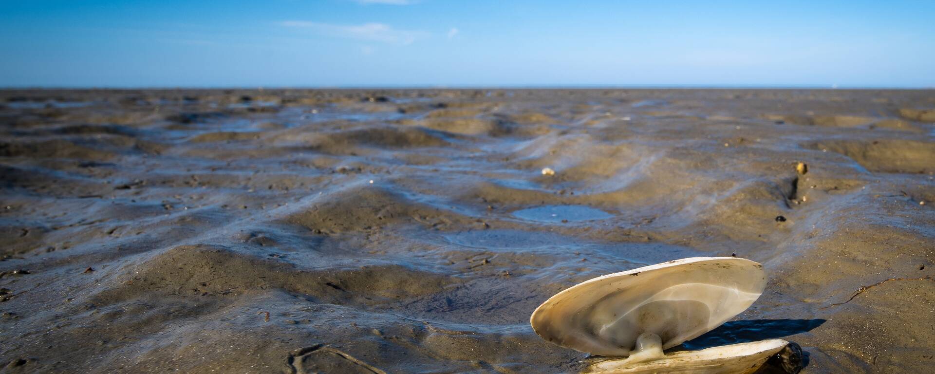 Les amateurs de coquillages en tous genres trouveront leur bonheur en fouillant le sable du littoral breton.