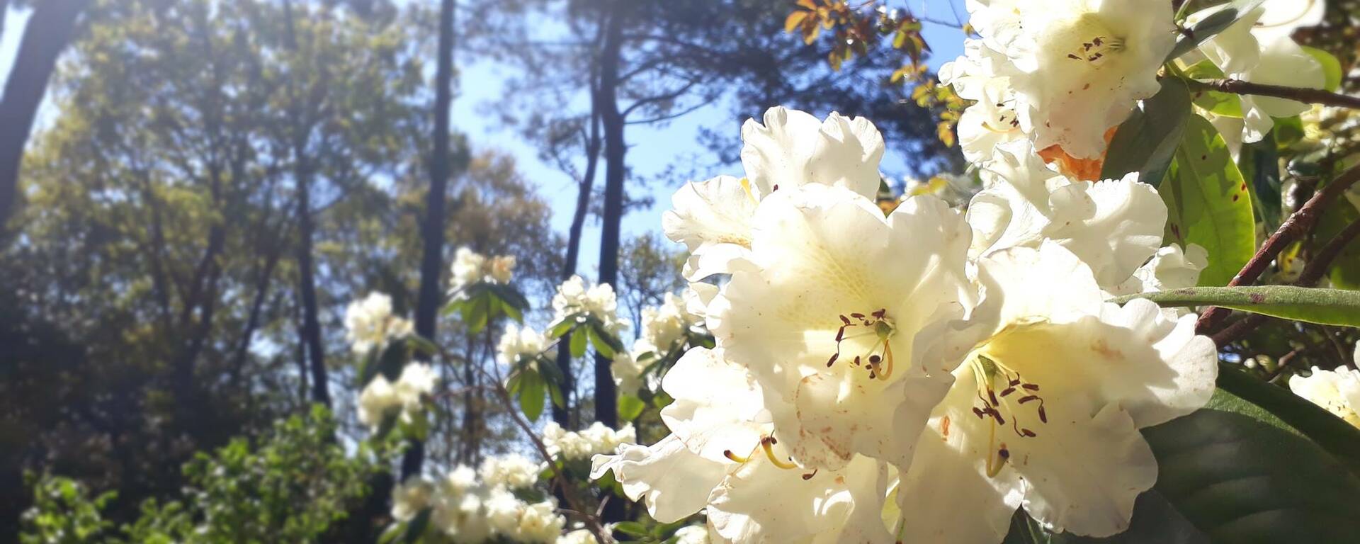 Rhododendron at the Parc Botanique de Cornouaille in Combrit, Pays Bigouden © M.Grenon 