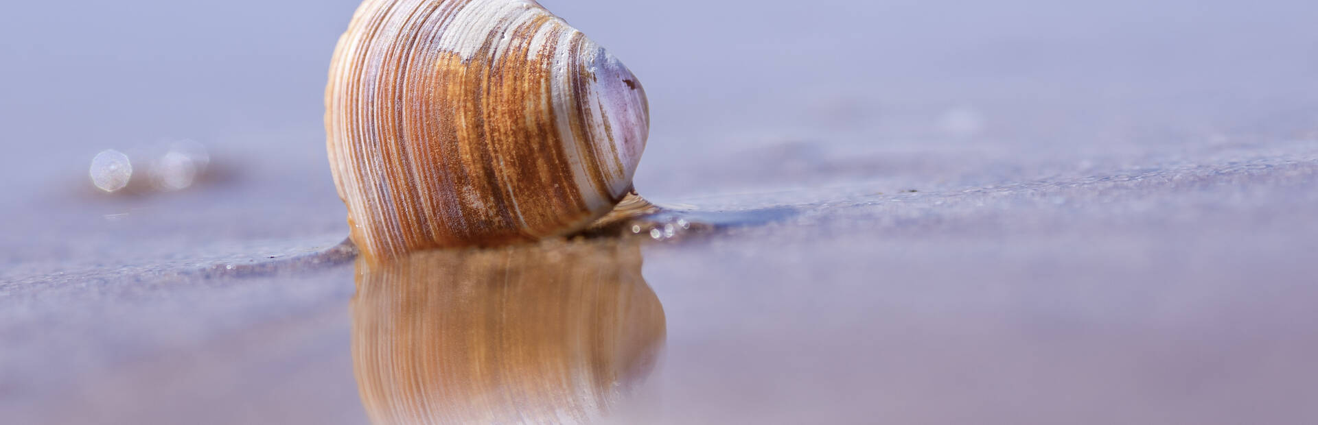 La pêche à pied doit se pratiquer dans le respect de l'environnement pour préserver la ressource. 