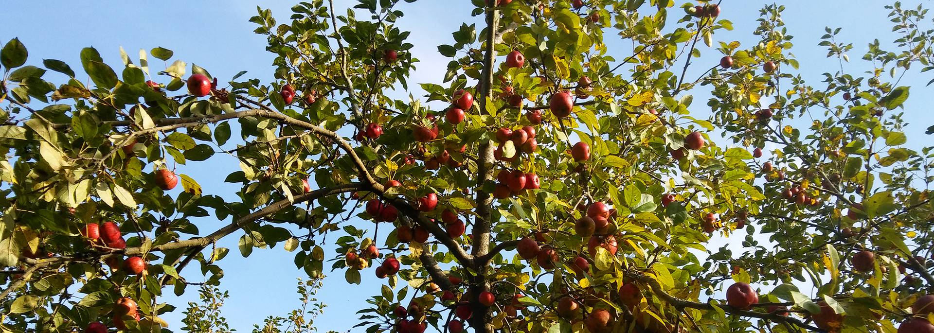 Obstbäume in Pouldreuzic im Pays Bigouden © G Mazingue