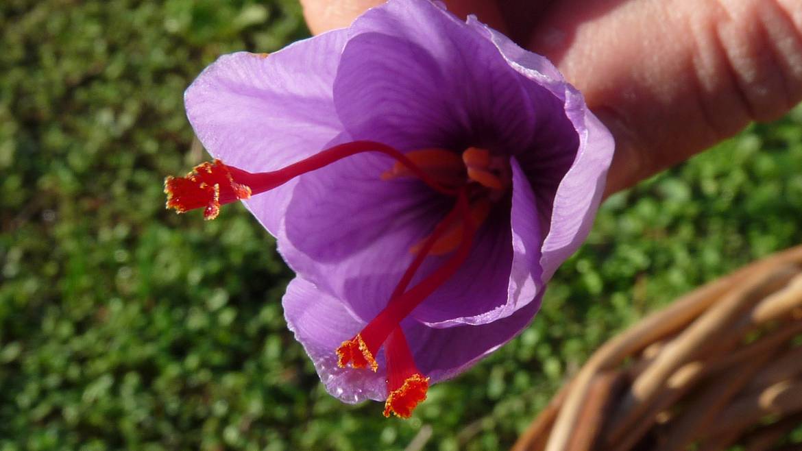 Fleur de safran en Pays Bigouden © G Mazingue