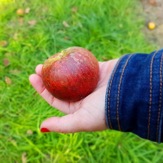 Im Obstgarten der Cidrerie Kerné im Pays Bigouden © E Cléret