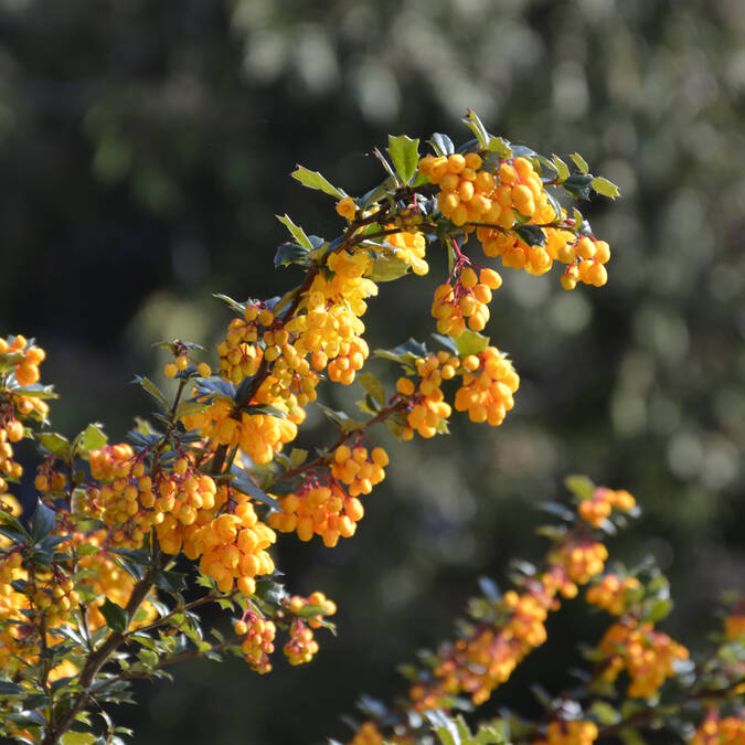 Nature Guiler-sur-Goyen © M Hamel